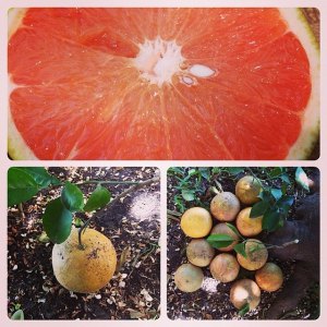 grapefruit tree