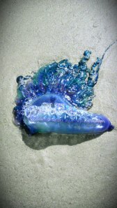 902410_10151593674579085_758124270_o